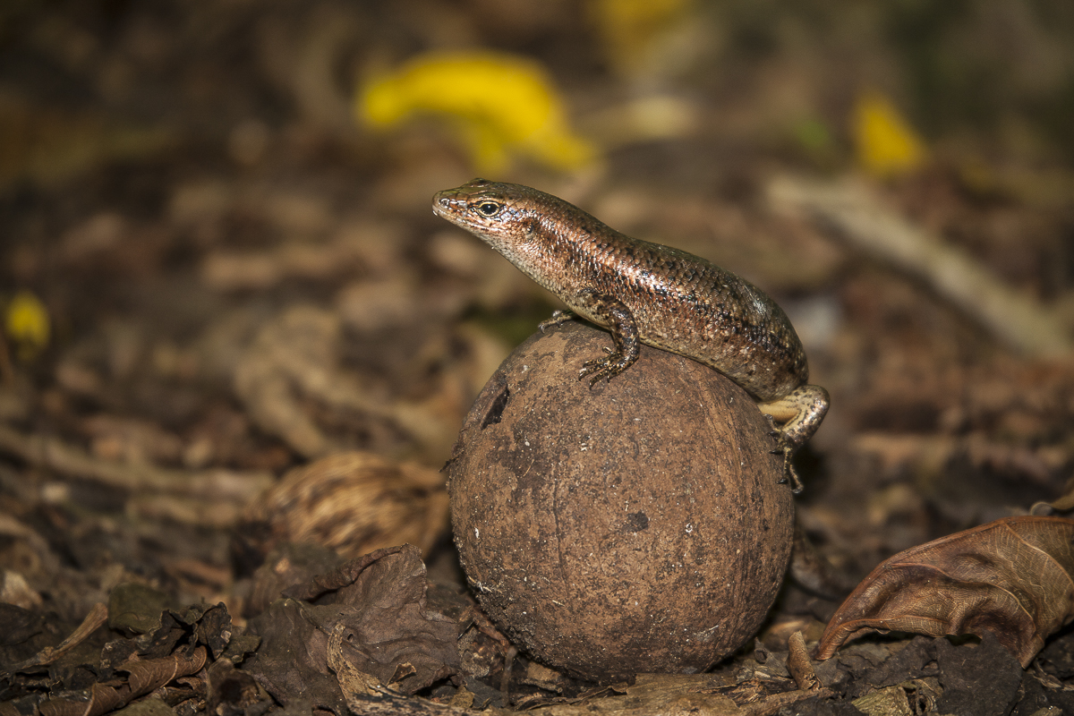 Skink on the brink